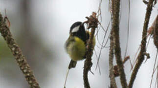 Green-backed Tit