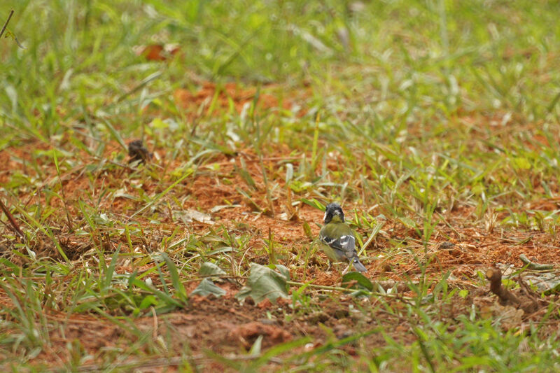 Green-backed Tit