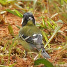 Mésange montagnarde