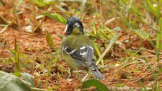 Green-backed Tit