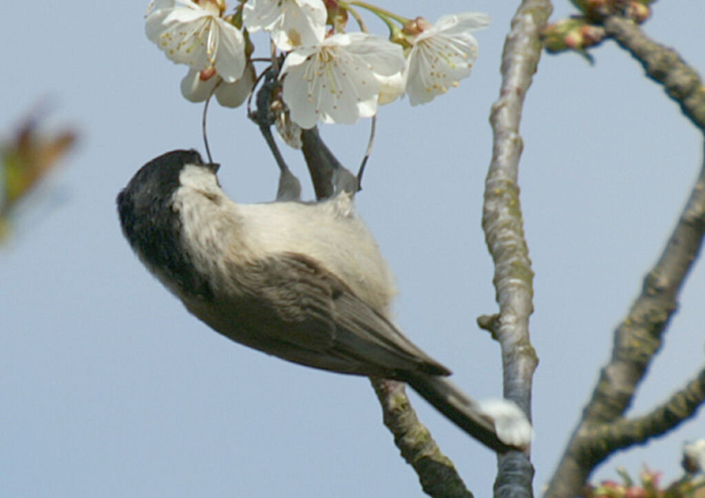 Marsh Tit