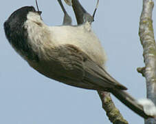 Marsh Tit