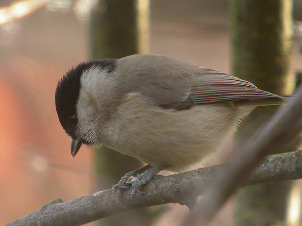 Marsh Tit