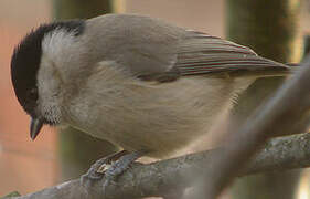 Marsh Tit