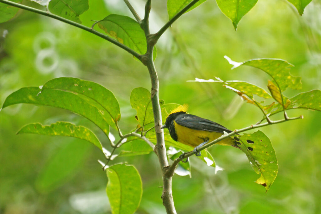 Mésange sultane, identification