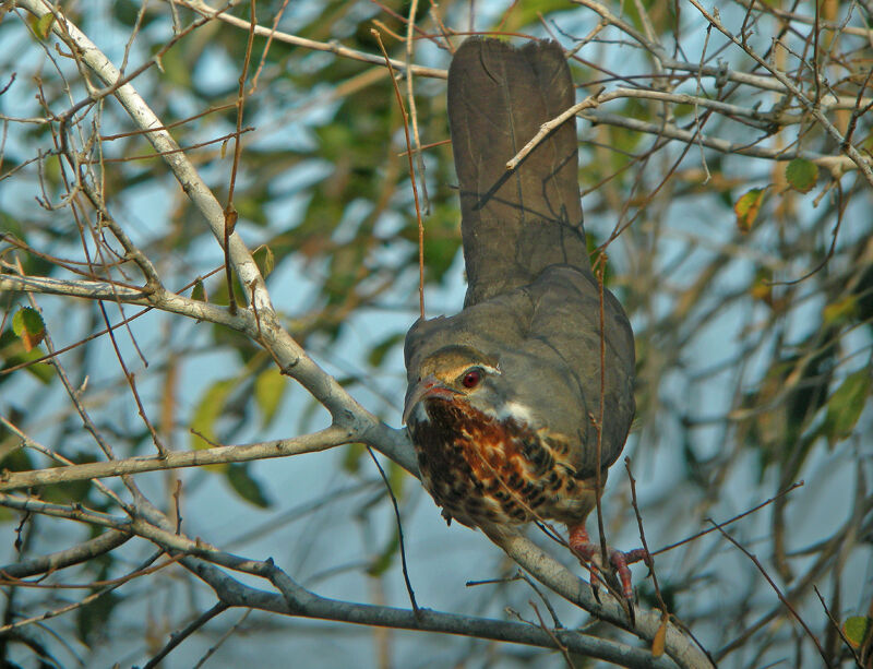 Mésite monias