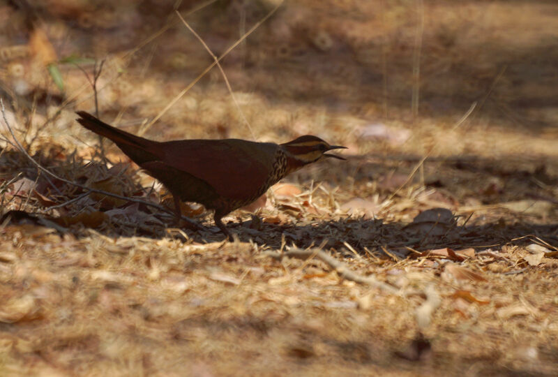 White-breasted Mesite