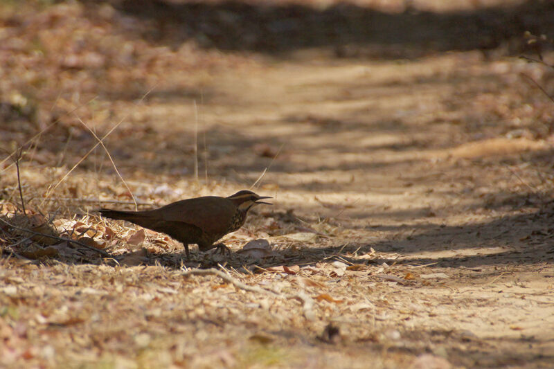 White-breasted Mesite