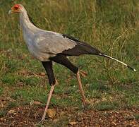 Secretarybird