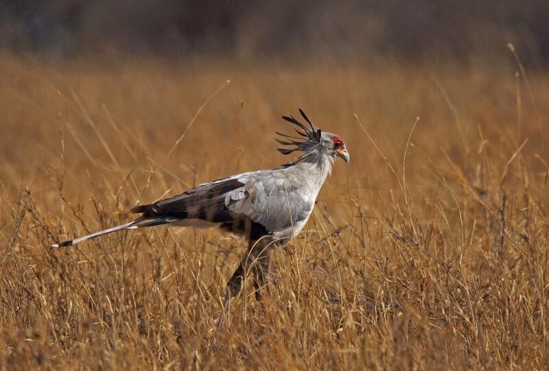 Secretarybird