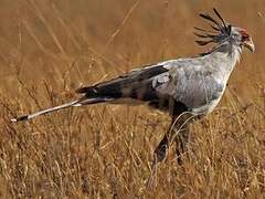 Secretarybird