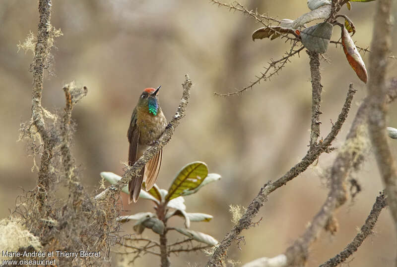 Rufous-capped Thornbill male adult, identification