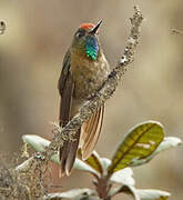 Rufous-capped Thornbill