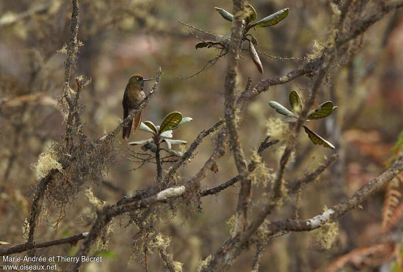 Rufous-capped Thornbill male adult, habitat, pigmentation