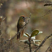 Rufous-capped Thornbill