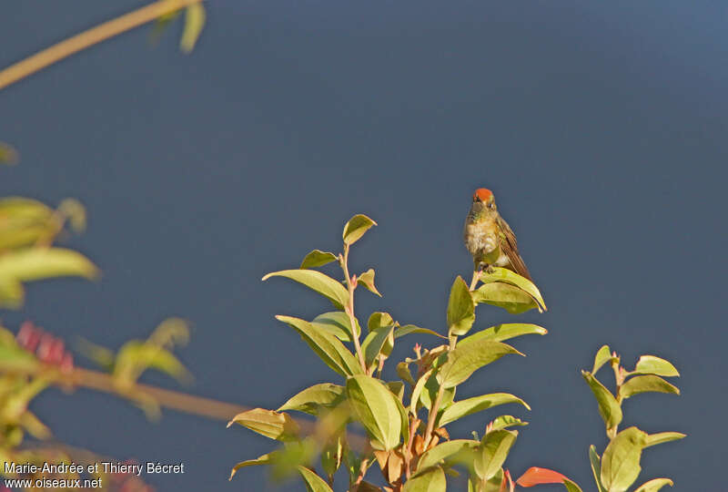 Rufous-capped Thornbill female adult, habitat, pigmentation