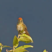 Rufous-capped Thornbill