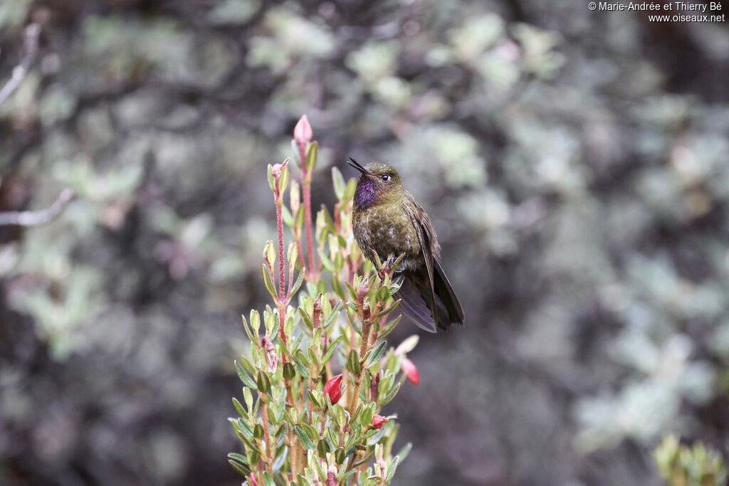 Violet-throated Metaltail