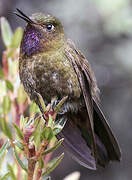 Violet-throated Metaltail