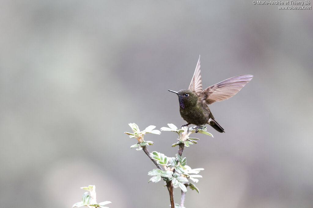 Violet-throated Metaltail