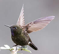 Violet-throated Metaltail