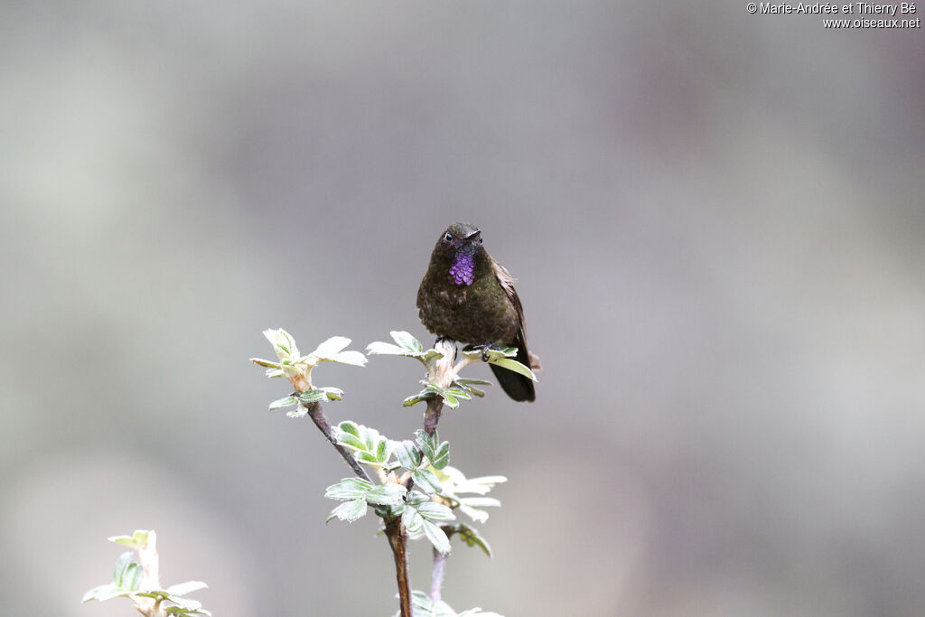 Violet-throated Metaltail