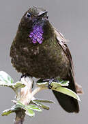 Violet-throated Metaltail