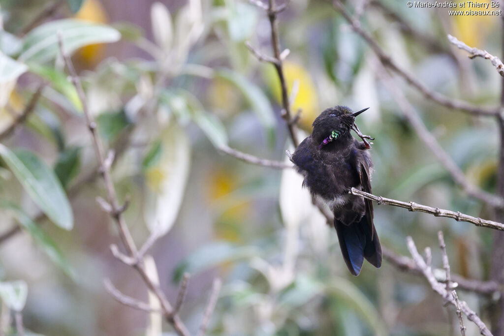 Blue-mantled Thornbill