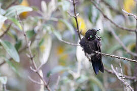 Blue-mantled Thornbill