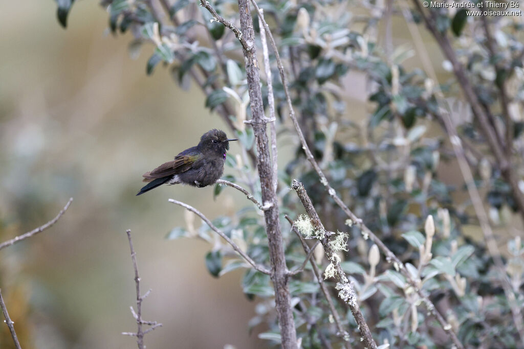 Blue-mantled Thornbill