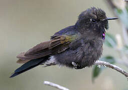 Blue-mantled Thornbill