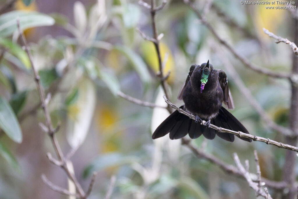 Blue-mantled Thornbill