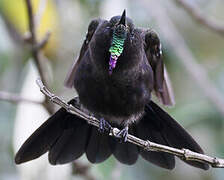 Blue-mantled Thornbill