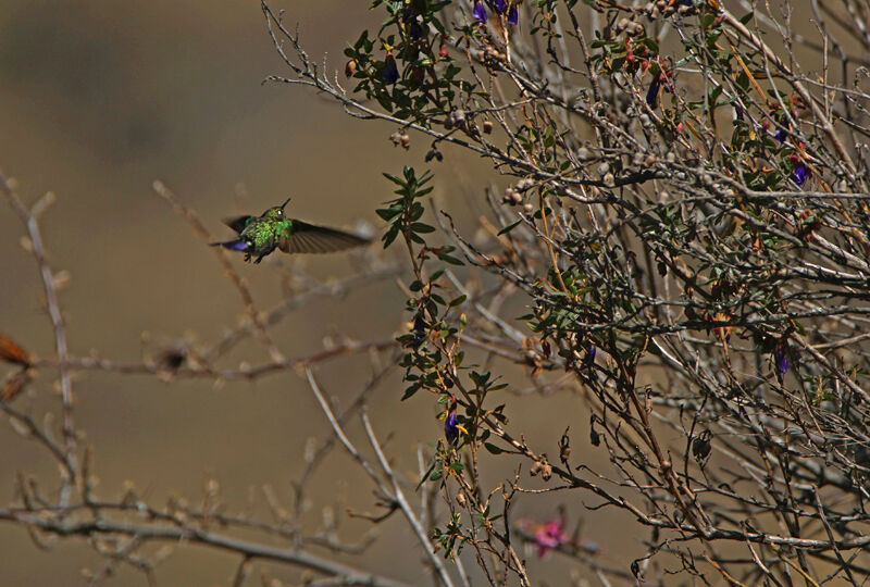 Tyrian Metaltail