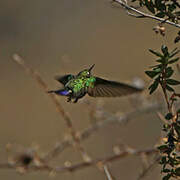 Tyrian Metaltail