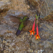 Tyrian Metaltail