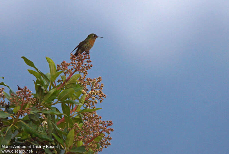 Tyrian Metaltail female adult, Behaviour