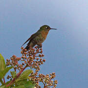 Tyrian Metaltail