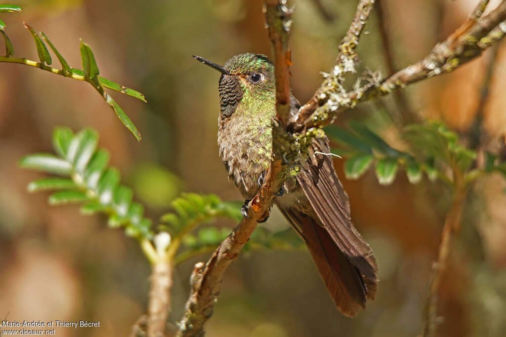 Tyrian Metaltail