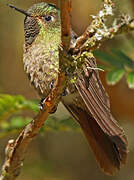 Tyrian Metaltail