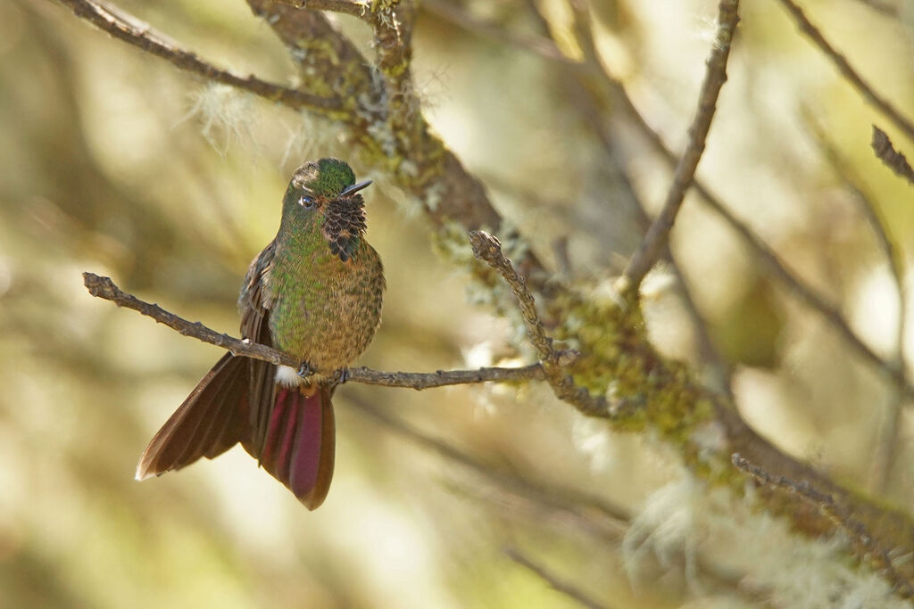 Tyrian Metaltail