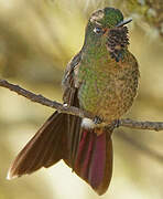 Tyrian Metaltail