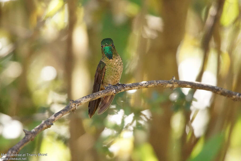 Tyrian Metaltail male adult, pigmentation