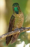 Tyrian Metaltail