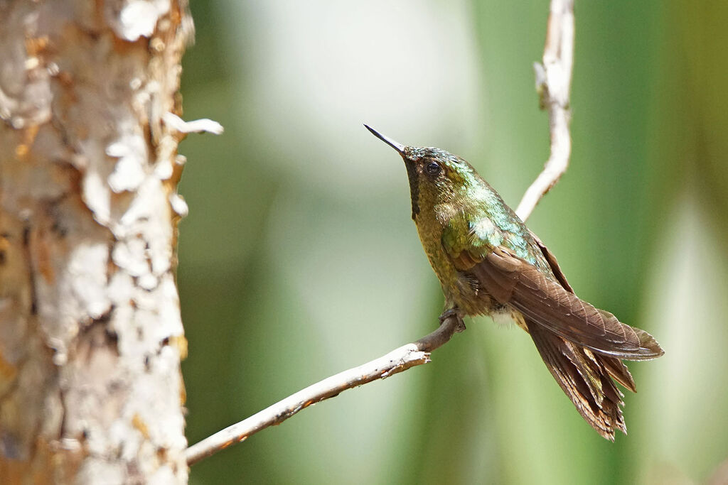 Tyrian Metaltail