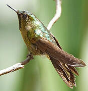 Tyrian Metaltail