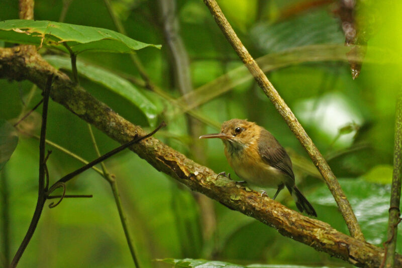 Trilling Gnatwren