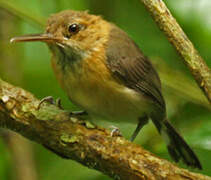 Trilling Gnatwren