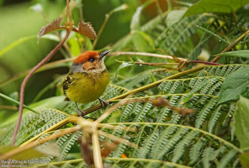 Rufous-crowned Tody-Flycatcheradult, habitat, pigmentation