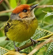 Rufous-crowned Tody-Flycatcher